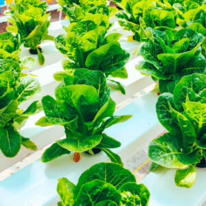 Promotores de Defensas